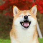 Imagem da matéria: Esqueça o Bitcoin: Empresa de cannabis cria reserva estratégica de Dogecoin