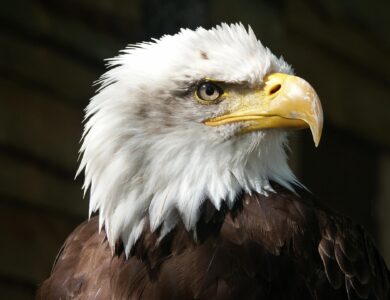 EUA usam Lei Magnitsky para sancionar golpistas de criptomoedas no sudeste asiático