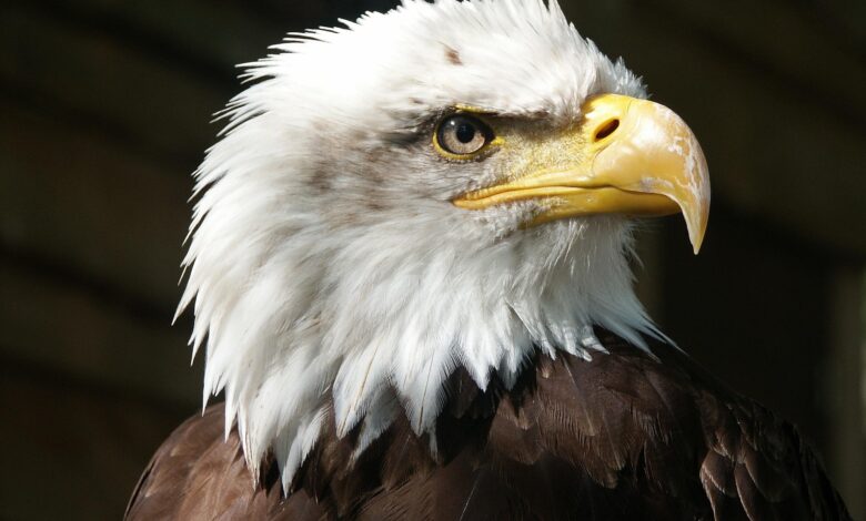 EUA usam Lei Magnitsky para sancionar golpistas de criptomoedas no sudeste asiático