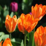 Bitcoin pode se tornar uma “tulipa digital” e ir para zero, diz Bloomberg