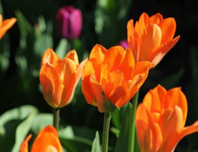 Bitcoin pode se tornar uma “tulipa digital” e ir para zero, diz Bloomberg