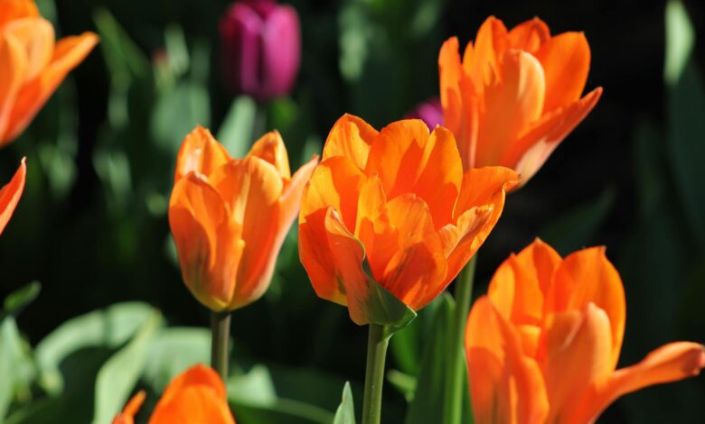 Bitcoin pode se tornar uma “tulipa digital” e ir para zero, diz Bloomberg