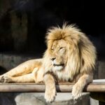 Stablecoins vão pagar imposto no Brasil, planeja Receita Federal