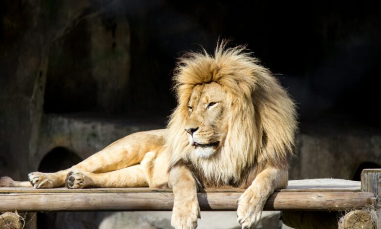 Stablecoins vão pagar imposto no Brasil, planeja Receita Federal