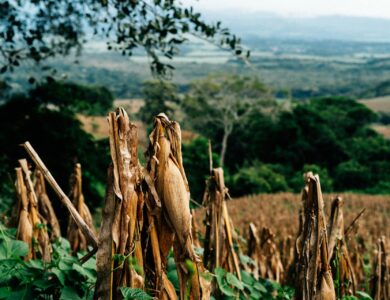 El Salvador financia máquinas para acelerar setor agrícola utilizando sua Reserva Nacional de Bitcoin