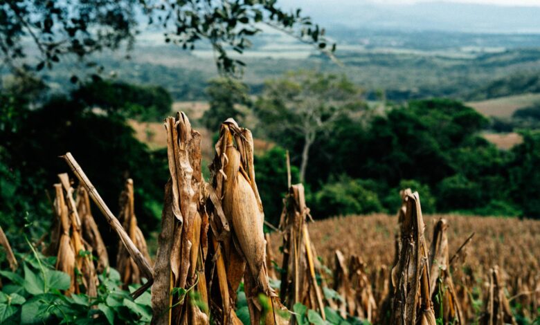 El Salvador financia máquinas para acelerar setor agrícola utilizando sua Reserva Nacional de Bitcoin