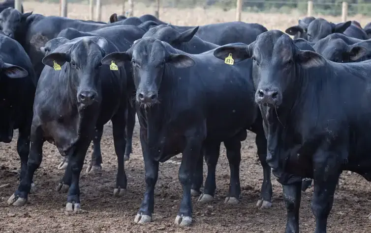Produção de leite cresce apesar da diminuição no número de vacas